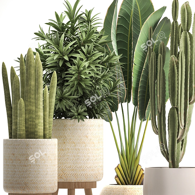 Exotic Houseplant Collection 3D model image 2