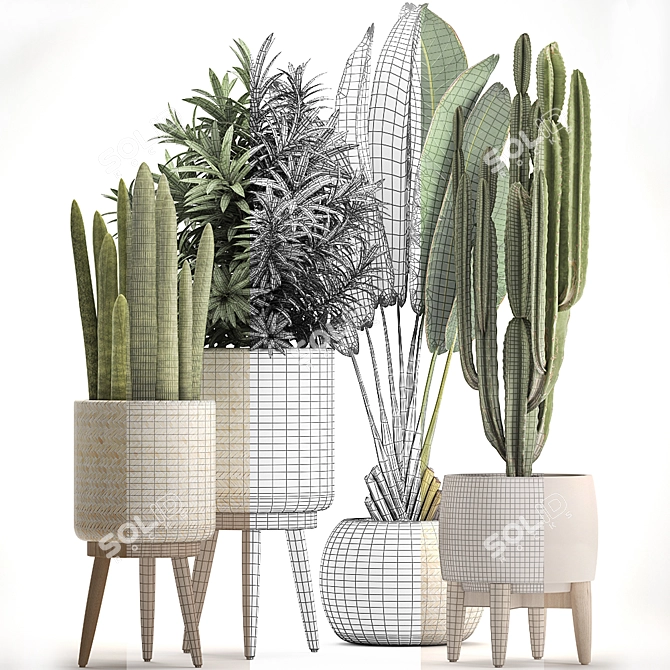 Exotic Houseplant Collection 3D model image 3