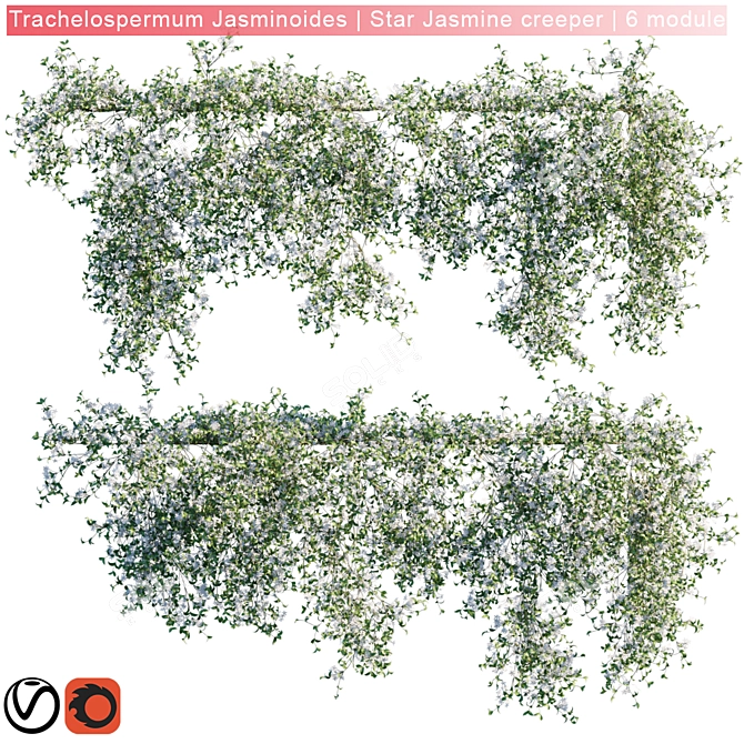 Trachelospermum Jasminoides: Star Jasmine Creeper 3D model image 1