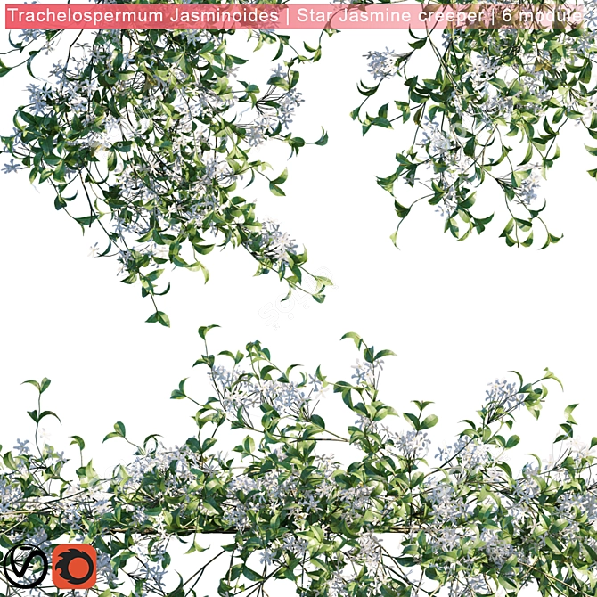 Trachelospermum Jasminoides: Star Jasmine Creeper 3D model image 2