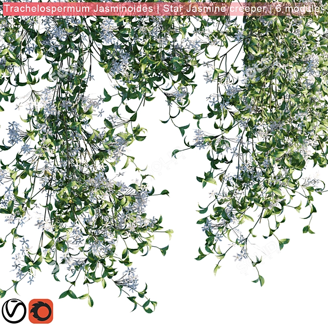 Trachelospermum Jasminoides: Star Jasmine Creeper 3D model image 3