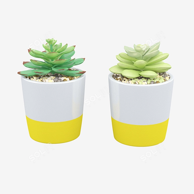 Duo Succulent Set: Potted Beauty 3D model image 1