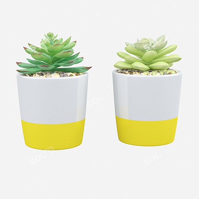 Duo Succulent Set: Potted Beauty 3D model image 2