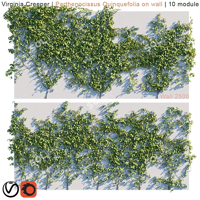 Lush Virginia Creeper | Parthenocissus Quinquefolia Greenery 3D model image 1