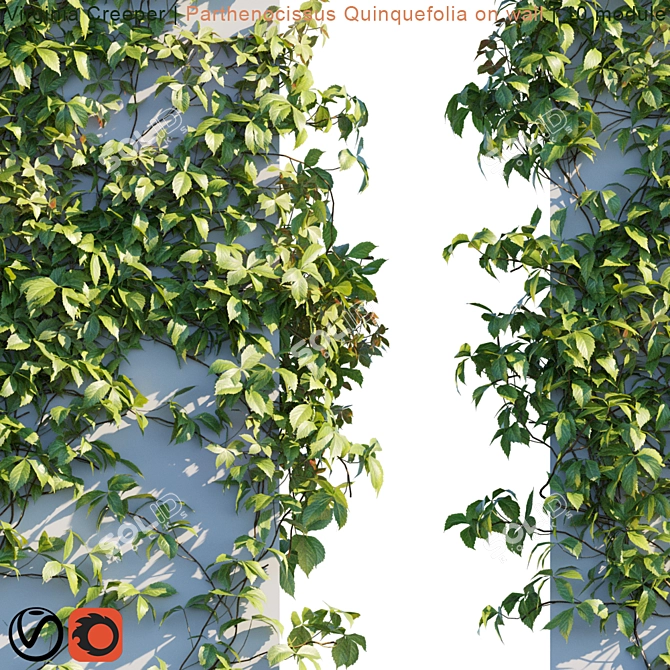Lush Virginia Creeper | Parthenocissus Quinquefolia Greenery 3D model image 3