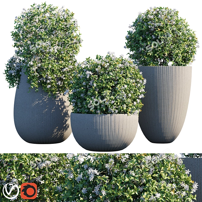 Elegant Star Jasmine Potted Plant 3D model image 1