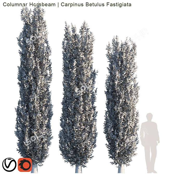 Tall Columnar Hornbeam Tree 3D model image 2