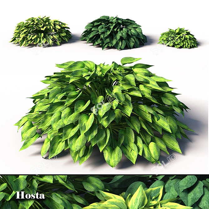 Beautiful Hosta Perennials for English Gardens 3D model image 1