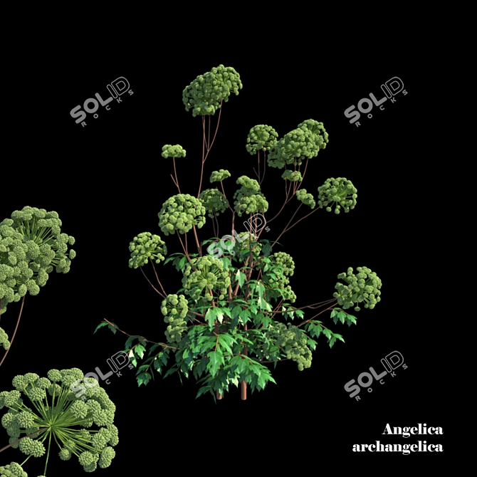 Heavenly Angelica: Verdant Polys 3D model image 1