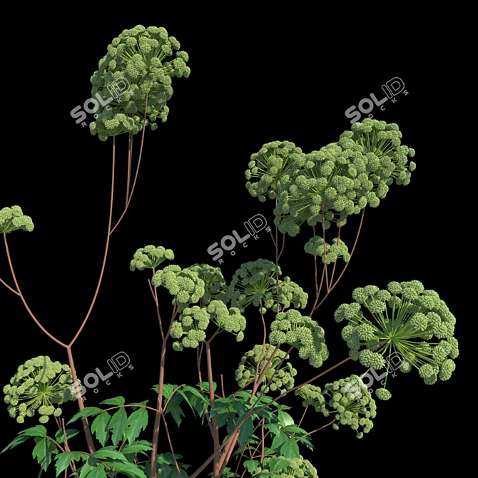 Heavenly Angelica: Verdant Polys 3D model image 2