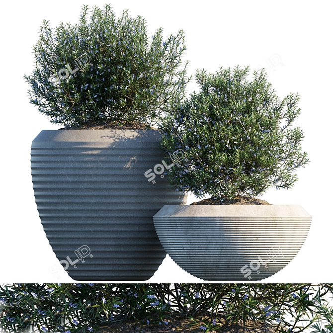  Fragrant Rosemary Plant in Pot 3D model image 1