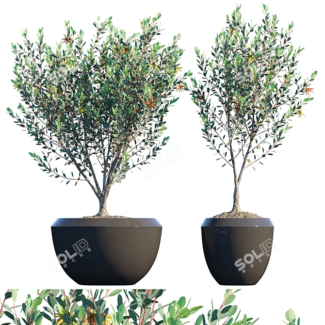 Elegant Eucalyptus Lehmannii: Potted Splendor 3D model image 1