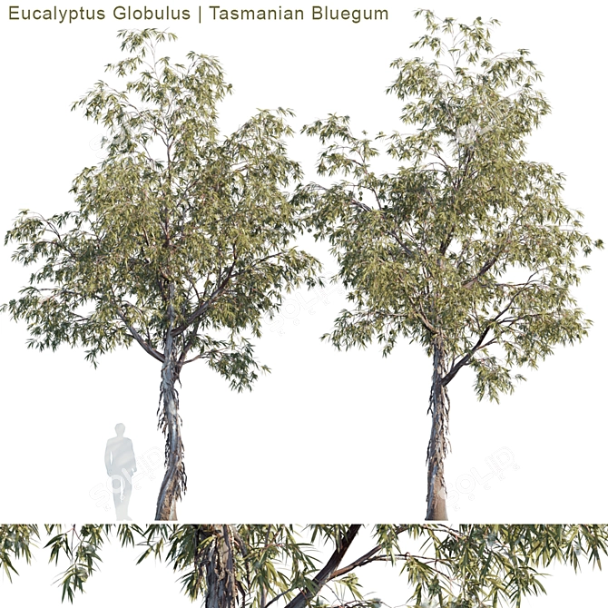 Tasmanian Bluegum: Vibrant Eucalyptus Model 3D model image 1