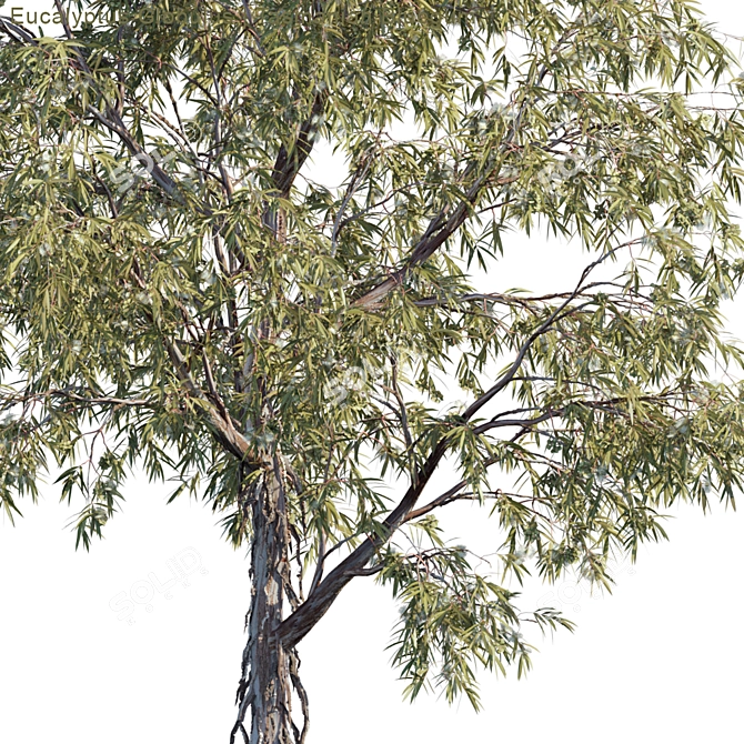 Tasmanian Bluegum: Vibrant Eucalyptus Model 3D model image 2