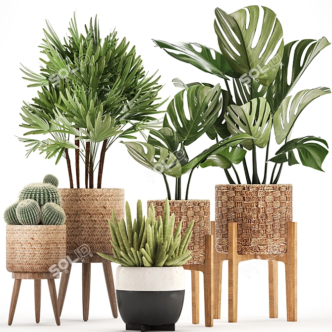 Exotic Indoor Plant Collection 3D model image 1