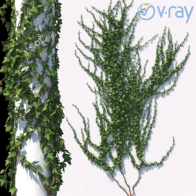 Versatile Ivy Collection for Architectural Visualization 3D model image 1