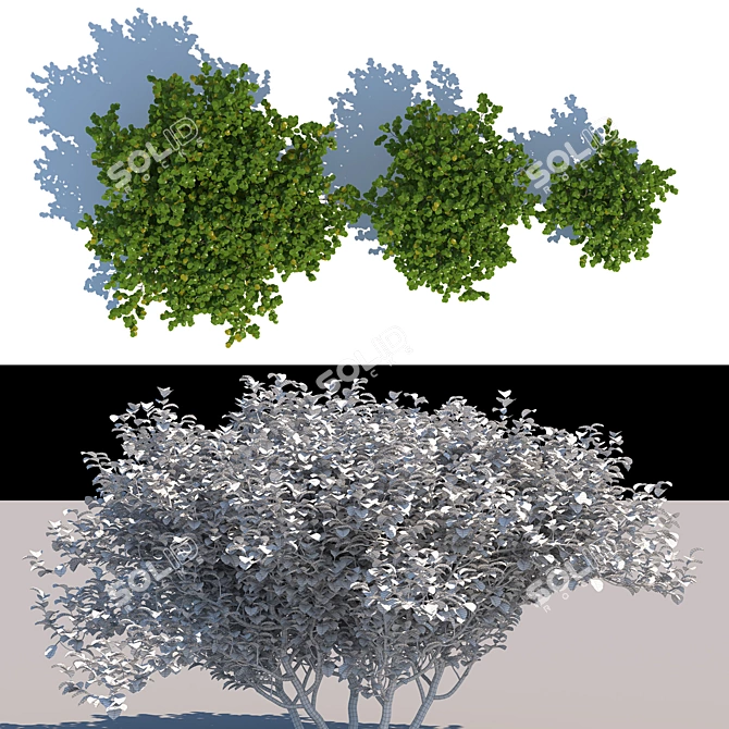 Versatile Exterior Bushes: 3 Models 3D model image 2