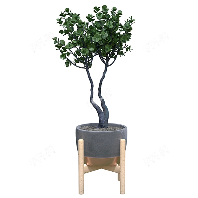 Elegant Ficus Benjamina: Indoor Bliss 3D model image 1