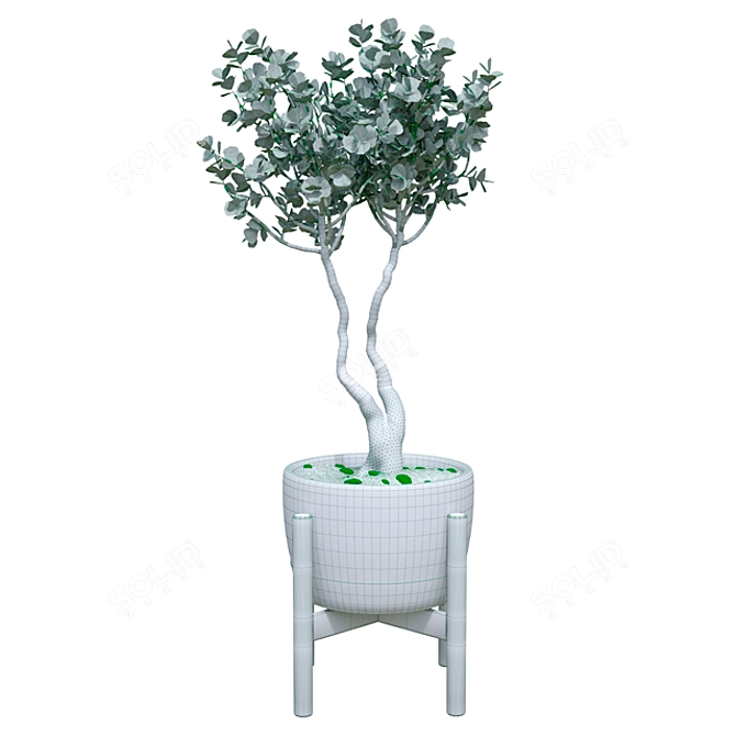 Elegant Ficus Benjamina: Indoor Bliss 3D model image 2