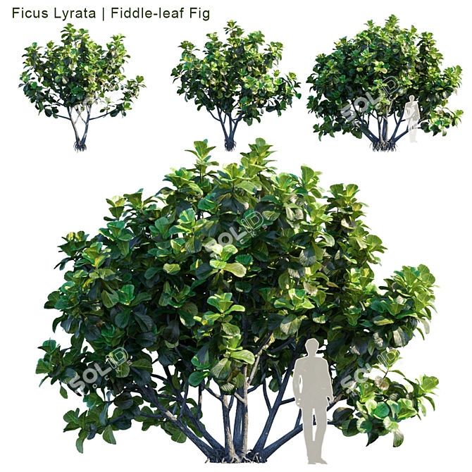 Lush Fiddle-Leaf Fig | Realistic 3D Model 3D model image 1