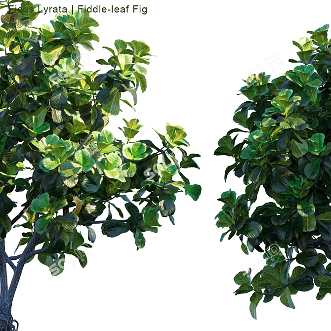 Lush Fiddle-Leaf Fig | Realistic 3D Model 3D model image 2