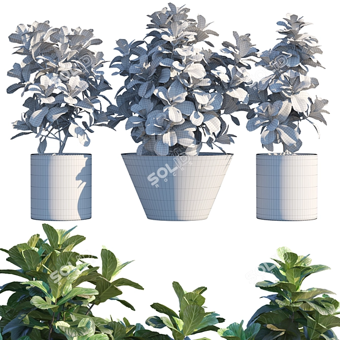 Ficus Lyrata: Elegant Potted Plant 3D model image 2