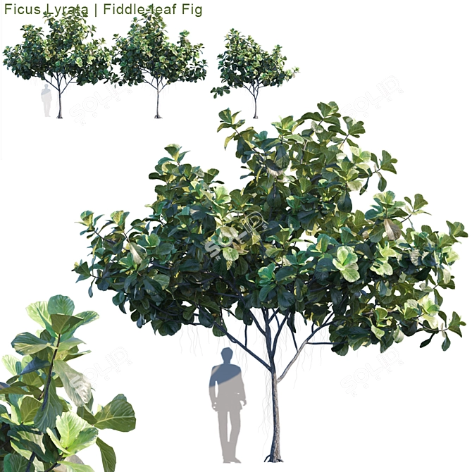 Fiddle-leaf Fig | Lifelike Ficus 3D model image 1