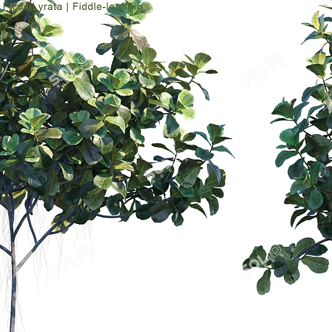 Fiddle-leaf Fig | Lifelike Ficus 3D model image 2