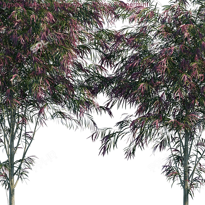 Burgundy Willow Peppermint: Vibrant Agonis Flexuosa Plant 3D model image 2