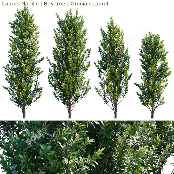 Grecian Laurel Bay Tree: Vibrant 3D Model 3D model image 1