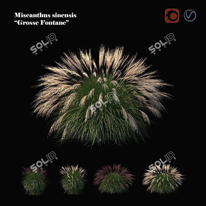 Elegant Miscanthus Sinensis Ornamental Grass 3D model image 1