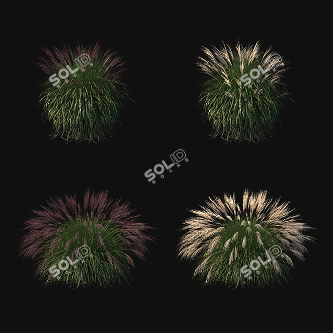 Elegant Miscanthus Sinensis Ornamental Grass 3D model image 2
