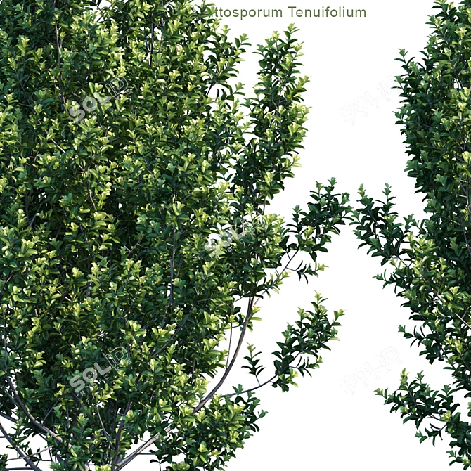 Sleek and Green Pittosporum "Green Pillar 3D model image 2