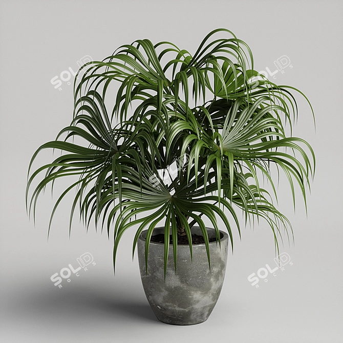 Exotic Chinese Fan Palm 3D model image 1