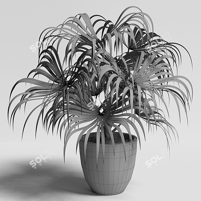 Exotic Chinese Fan Palm 3D model image 3