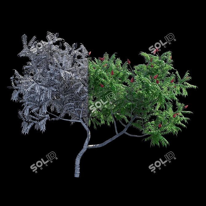 Sumac Deer Horn Bush | Rhus typhina 3D model image 3