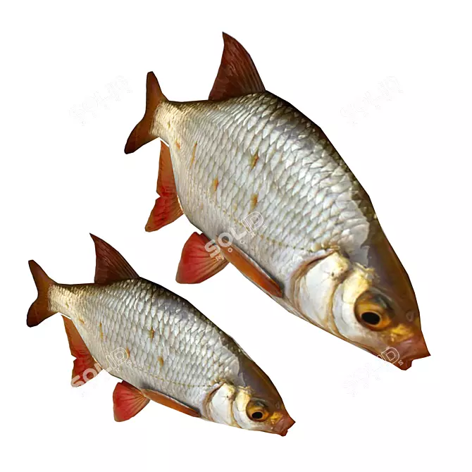 Animated Rudd Fish - 500 Tris 3D model image 2