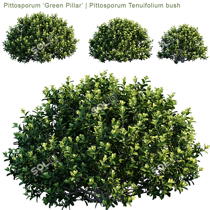 Versatile Green Pillar Bush | Pittosporum tenuifolium 3D model image 1