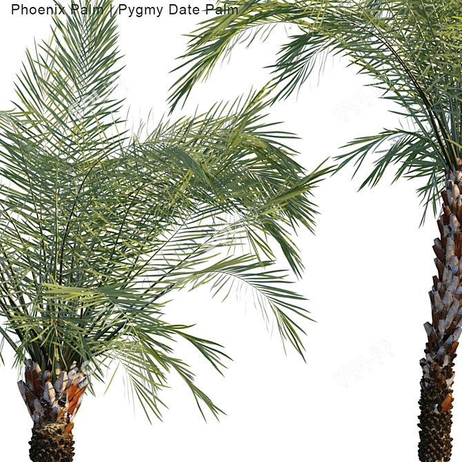 Tropical Paradise: Phoenix & Pygmy Palm 3D model image 2