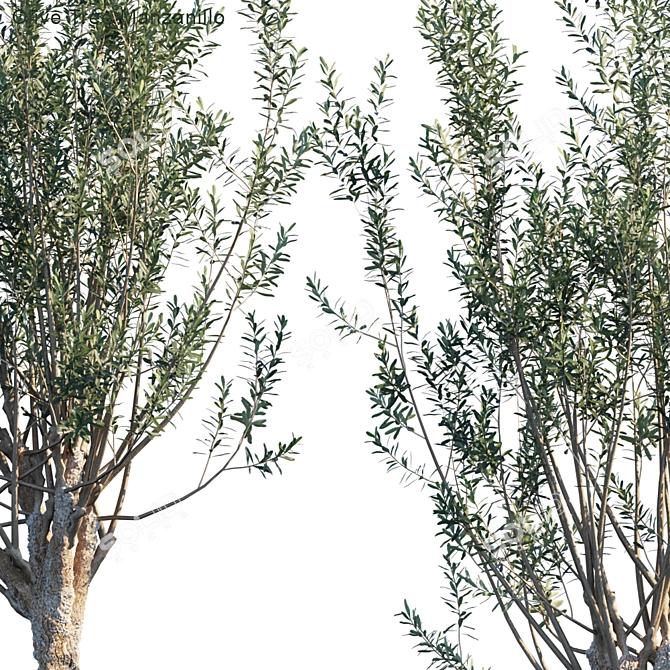 Manzanillo Olive Tree: Lifelike Model with Vertex Color 3D model image 2