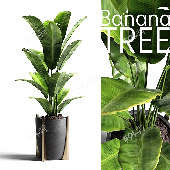 Tropical Banana Tree in Concrete Vase 3D model image 1