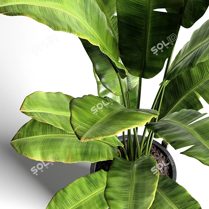 Tropical Banana Tree in Concrete Vase 3D model image 2