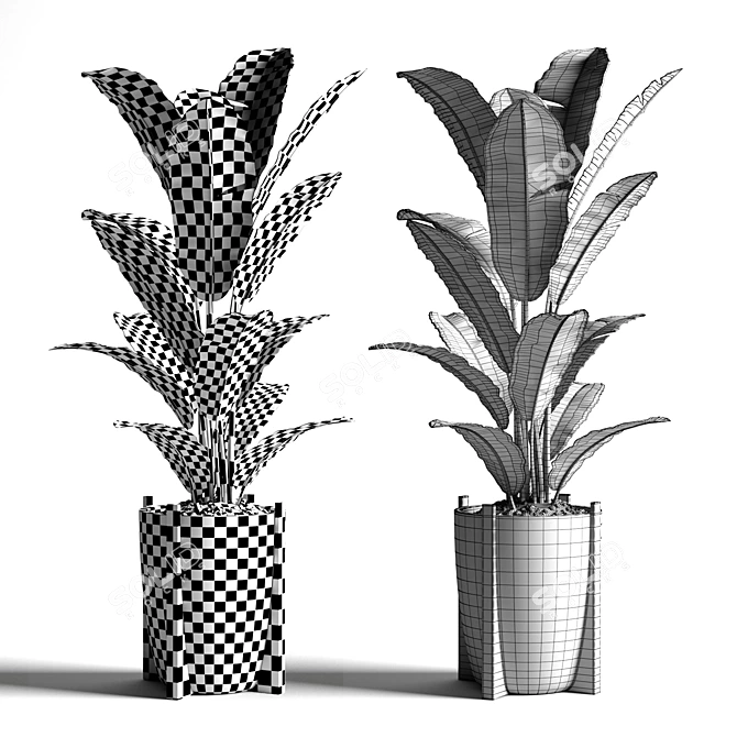 Tropical Banana Tree in Concrete Vase 3D model image 3