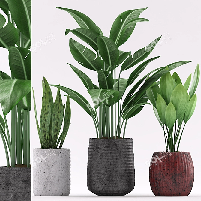 Colorful Indoor Plants Set 3D model image 1