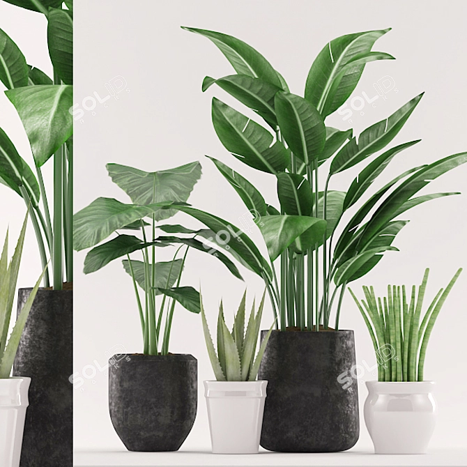 Botanical Bliss: Aloe, Colocasia, Paradise, and Sansevieria in Black and White Pots 3D model image 1