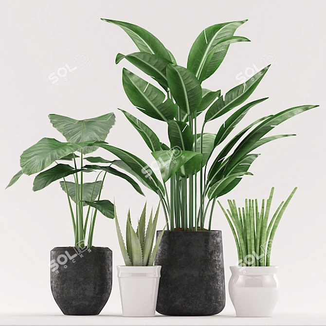 Botanical Bliss: Aloe, Colocasia, Paradise, and Sansevieria in Black and White Pots 3D model image 2