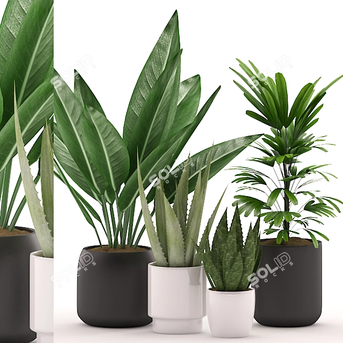 Tropical Paradise: Aloe Vera, Palm Plant & Black/White Pot 3D model image 1