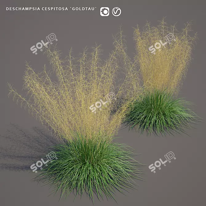 Golden Pike Turf | Luxurious Deschampsia 3D model image 1