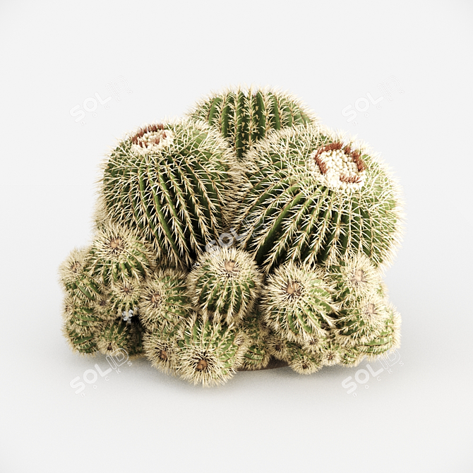 Golden Barrel Cactus - 888092 polys 3D model image 1