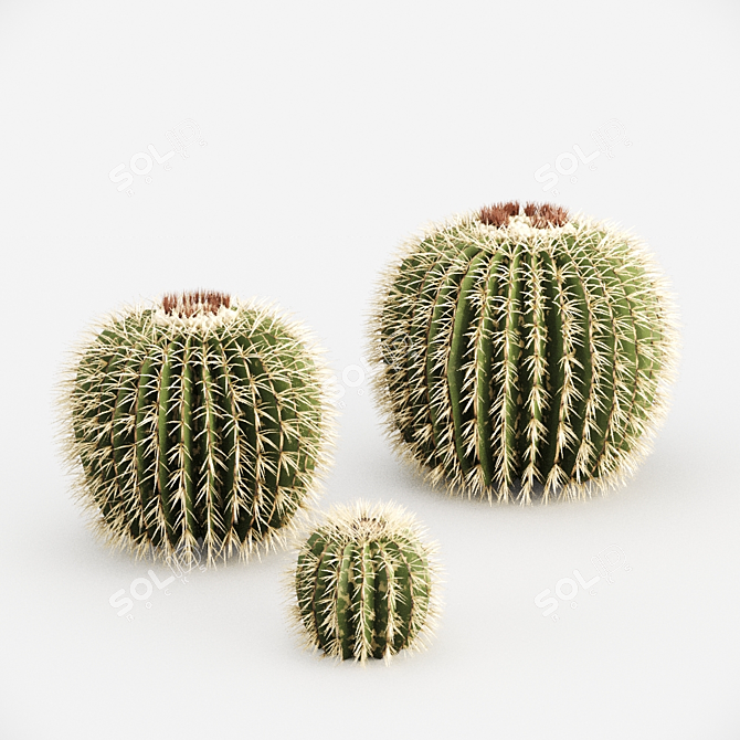 Golden Barrel Cactus - 888092 polys 3D model image 2